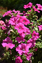 Supertunia Giant Pink Petunia (Petunia 'Supertunia Giant Pink') at The Mustard Seed