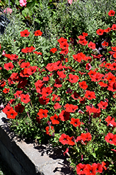 Easy Wave Red Petunia (Petunia 'Easy Wave Red') at The Mustard Seed