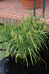 Asian Rice (Oryza sativa) at The Mustard Seed