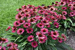 Kismet Raspberry Coneflower (Echinacea 'TNECHKR') at The Mustard Seed