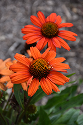 Kismet Red Coneflower (Echinacea 'TNECHKRD') at The Mustard Seed