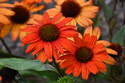Kismet Intense Orange Coneflower (Echinacea 'TNECHKIO') at The Mustard Seed