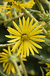 Compass Plant (Silphium laciniatum) at The Mustard Seed