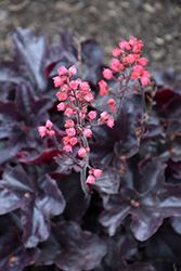 Black Forest Cake Coral Bells (Heuchera 'Black Forest Cake') at The Mustard Seed