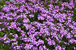 Fashionably Early Flamingo Garden Phlox (Phlox 'Fashionably Early Flamingo') at The Mustard Seed