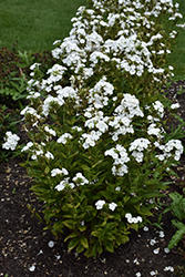 Luminary Backlight Garden Phlox (Phlox paniculata 'Backlight') at The Mustard Seed