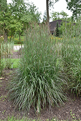 Blackhawks Bluestem (Andropogon gerardii 'Blackhawks') at The Mustard Seed