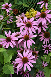 Purple Coneflower (Echinacea purpurea) at The Mustard Seed