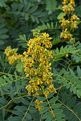 Wild Senna (Senna hebecarpa) at The Mustard Seed