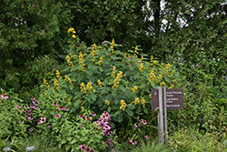 Wild Senna (Senna hebecarpa) at The Mustard Seed