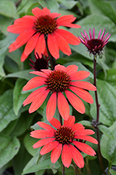 Panama Red Coneflower (Echinacea 'Panama Red') at The Mustard Seed