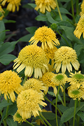 Sunny Days Lemon Coneflower (Echinacea 'TNECHSDL') at The Mustard Seed