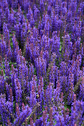 Sensation Deep Blue Sage (Salvia nemorosa 'Sensation Deep Blue') at The Mustard Seed