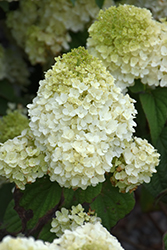 Little Hottie Hydrangea (Hydrangea paniculata 'BAILPANONE') at The Mustard Seed