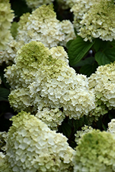 Little Hottie Hydrangea (Hydrangea paniculata 'BAILPANONE') at The Mustard Seed