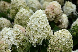 Candy Apple Hydrangea (Hydrangea paniculata 'SMHPMWMH') at The Mustard Seed