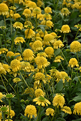 Sunny Days Lemon Coneflower (Echinacea 'TNECHSDL') at The Mustard Seed