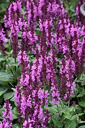 Rose Marvel Meadow Sage (Salvia nemorosa 'Rose Marvel') at The Mustard Seed