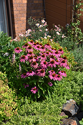 PowWow Wild Berry Coneflower (Echinacea purpurea 'PowWow Wild Berry') at The Mustard Seed