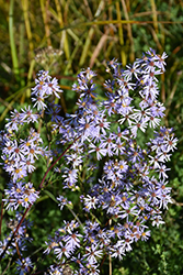 Smooth Aster (Symphyotrichum laeve) at The Mustard Seed