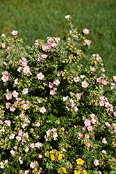 Pink Beauty Potentilla (Potentilla fruticosa 'Pink Beauty') at The Mustard Seed