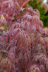 Velvet Viking Japanese Maple (Acer palmatum 'Monfrick') at The Mustard Seed