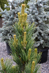 Prairie Statesman Swiss Stone Pine (Pinus cembra 'Herman') at The Mustard Seed