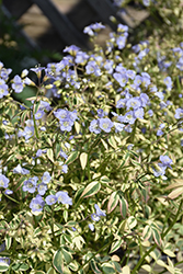 Stairway To Heaven Jacob's Ladder (Polemonium 'Stairway To Heaven') at The Mustard Seed