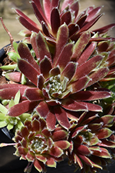 Jade Rose Hens And Chicks (Sempervivum 'Jade Rose') at The Mustard Seed