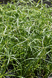 Baby Tut Umbrella Grass (Cyperus involucratus 'Baby Tut') at The Mustard Seed