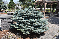 Globe Blue Spruce (Picea pungens 'Globosa') at The Mustard Seed