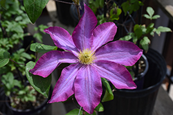 Pink Champagne Clematis (Clematis 'Pink Champagne') at The Mustard Seed