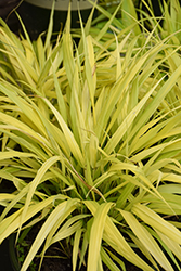All Gold Hakone Grass (Hakonechloa macra 'All Gold') at The Mustard Seed