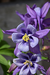 Earlybird Purple and Blue Columbine (Aquilegia 'PAS1258487') at The Mustard Seed