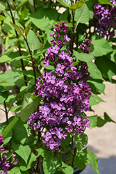 Declaration Lilac (Syringa 'Declaration') at The Mustard Seed