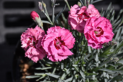 Pretty Poppers Cute As A Button Pinks (Dianthus 'Cute As A Button') at The Mustard Seed