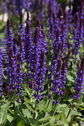 Violet Profusion Meadow Sage (Salvia nemorosa 'Violet Profusion') at The Mustard Seed