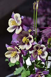 Earlybird Purple and Yellow Columbine (Aquilegia 'PAS1258488') at The Mustard Seed