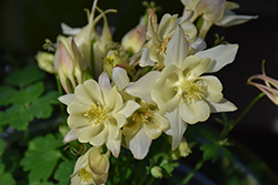 Earlybird Yellow Columbine (Aquilegia 'PAS1258489') at The Mustard Seed