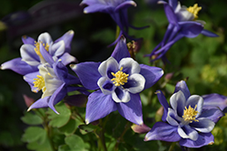 Earlybird Blue and White Columbine (Aquilegia 'PAS1258485') at The Mustard Seed