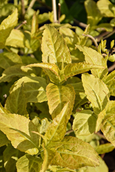 Firefly Diervilla (Diervilla 'Bokofire') at The Mustard Seed