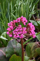 Winter Glow Bergenia (Bergenia 'Winterglut') at The Mustard Seed