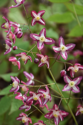 Bishop's Hat (Epimedium x rubrum) at The Mustard Seed