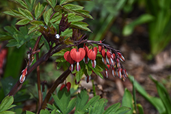 Valentine Bleeding Heart (Dicentra spectabilis 'Hordival') at The Mustard Seed