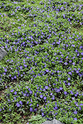 Bowles Periwinkle (Vinca minor 'Bowles') at The Mustard Seed