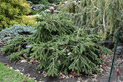 Formanek Norway Spruce (Picea abies 'Formanek') at The Mustard Seed
