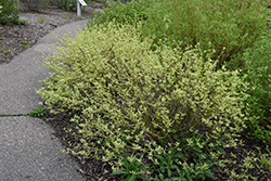 Creme de Mint Tatarian Dogwood (Cornus alba 'Crimzam') at The Mustard Seed