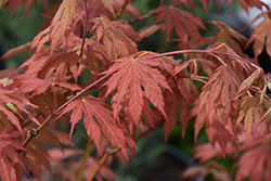 North Wind Japanese Maple (Acer 'IsINW') at The Mustard Seed
