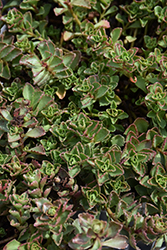 Spot On Pink Stonecrop (Sedum spurium 'Setz3b019') at The Mustard Seed