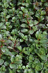Spot On Deep Rose Stonecrop (Sedum spurium 'Setz0001') at The Mustard Seed